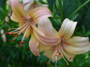 Lilies | Лилии