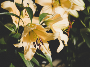 Lilies | Лилии