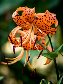 Lilies | Лилии
