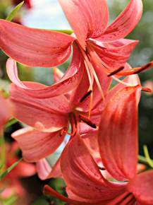 Lilies | Лилии