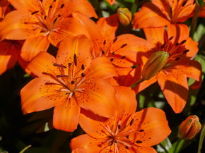 Lilies | Лилии