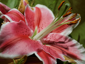 Lilies | Лилии