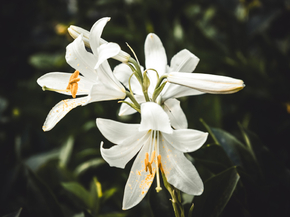 Lilies | Лилии