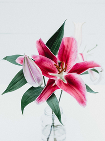 Lilies | Лилии