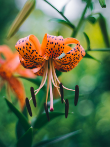 Lilies | Лилии