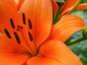 Lilies | Лилии