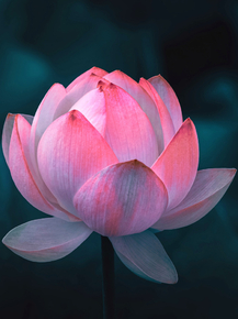 Lotus | Лотос