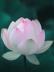 Lotus | Лотос