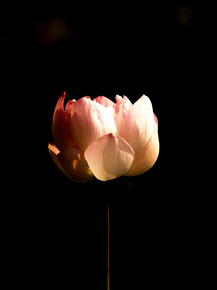 Lotus | Лотос