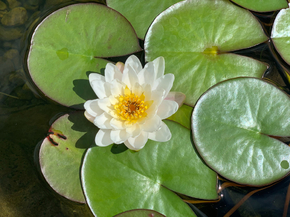 Lotus | Лотос