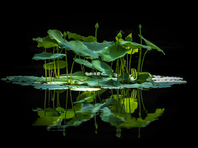 Lotus | Лотос