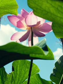 Lotus | Лотос