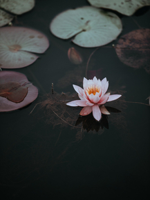 Lotus | Лотос