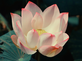 Lotus | Лотос