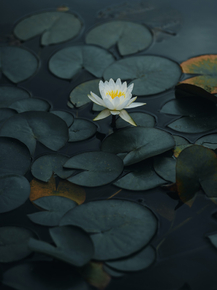 Lotus | Лотос
