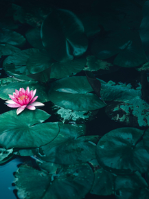 Lotus | Лотос