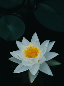 Lotus | Лотос
