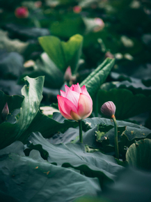 Lotus | Лотос