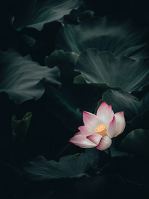 Lotus | Лотос