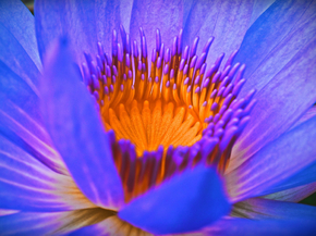 Lotus | Лотос