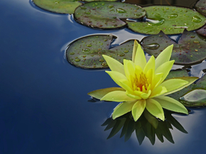 Lotus | Лотос
