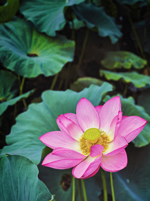 Lotus | Лотос