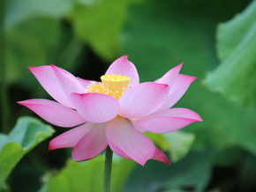 Lotus | Лотос