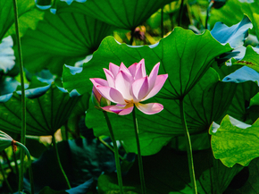 Lotus | Лотос