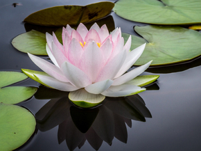Lotus | Лотос