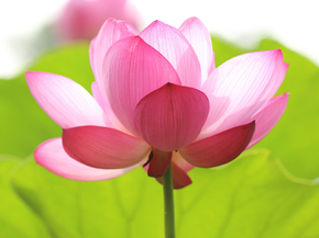 Lotus | Лотос