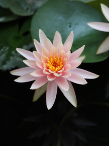 Lotus | Лотос