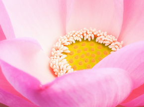 Lotus | Лотос