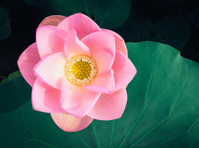 Lotus | Лотос