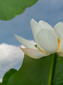 Lotus | Лотос
