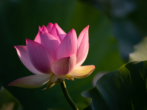 Lotus | Лотос