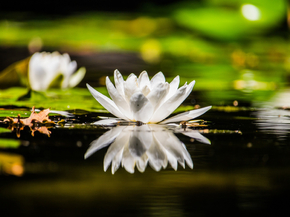Lotus | Лотос