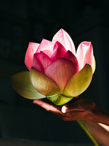 Lotus | Лотос