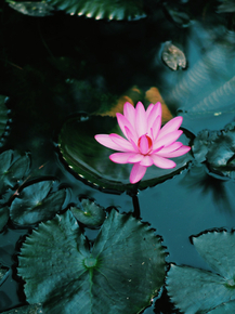 Lotus | Лотос