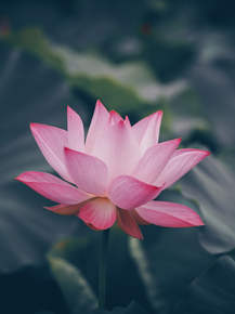 Lotus | Лотос