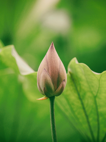 Lotus | Лотос