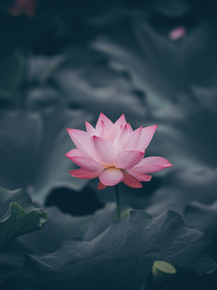 Lotus | Лотос