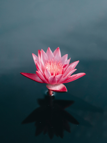 Lotus | Лотос