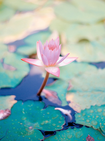 Lotus | Лотос