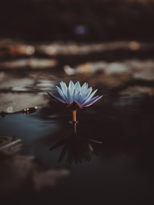 Lotus | Лотос