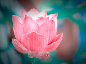Lotus | Лотос