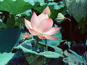 Lotus | Лотос