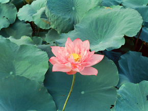 Lotus | Лотос
