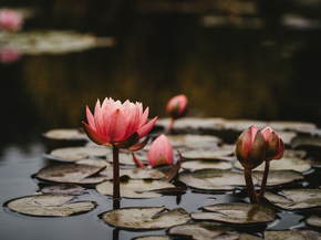 Lotus | Лотос