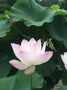 Lotus | Лотос