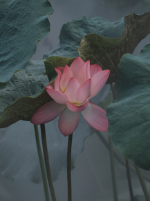 Lotus | Лотос